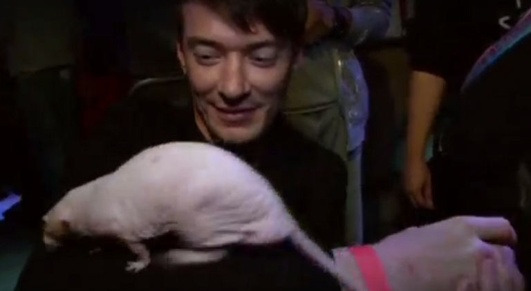 الفئران نظيفة بنسبة 100%