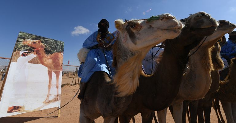 جانب من مشاركة الإمارات في مهرجان طانطان المغربي