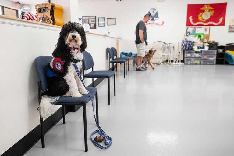 الجمعية تُدرِّب كلب المحارب السابق إذا كان لديه واحد