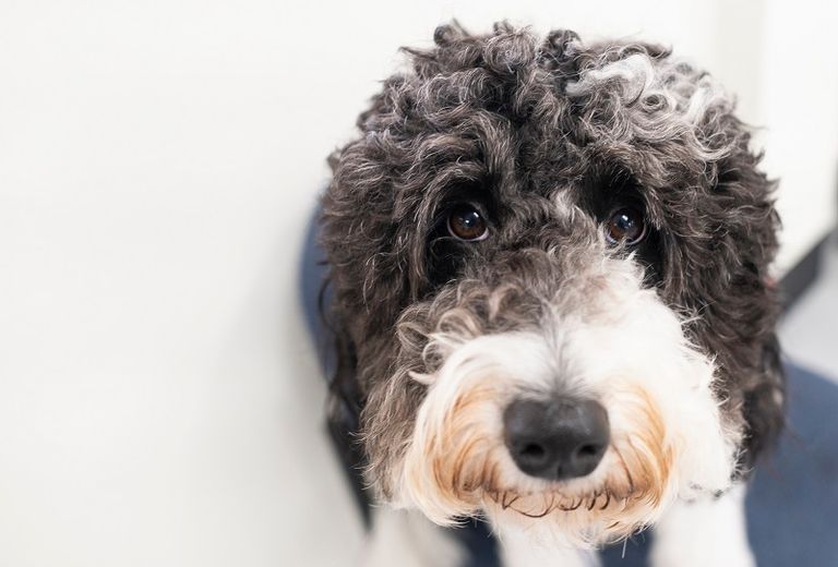 الجمعية تُدرِّب كلب المحارب السابق إذا كان لديه واحد