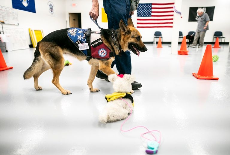 الجمعية تُدرِّب كلب المحارب السابق إذا كان لديه واحد