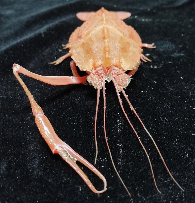 أحد الأنواع البحرية التي جمعتها السفينة