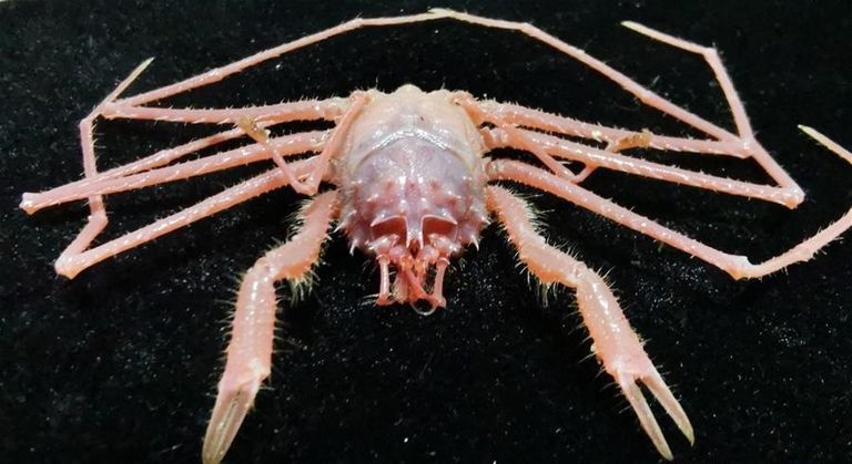 أحد الأنواع البحرية التي جمعتها السفينة