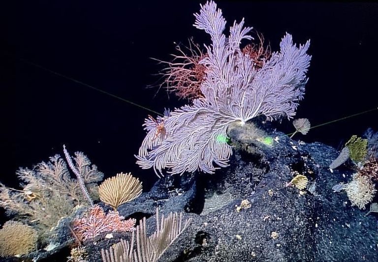 أحد الأنواع البحرية التي جمعتها السفينة