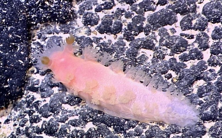 أحد الأنواع البحرية التي جمعتها السفينة