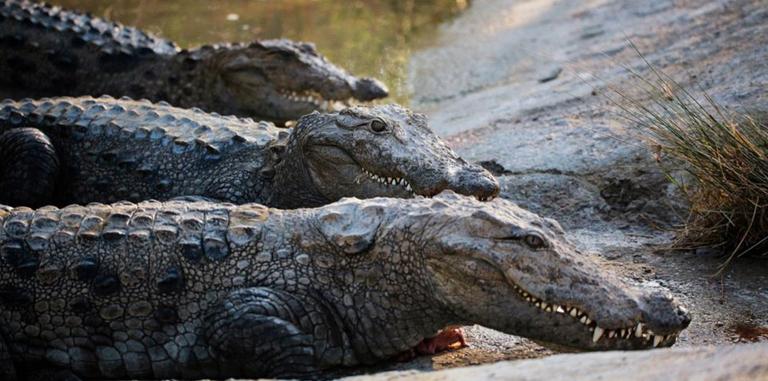 تماسيج جاندو المنتشرة في جنوب شرق إيران تماسيح المستنقعات المنتشرة جنوب شرق إيران - أرشيفية