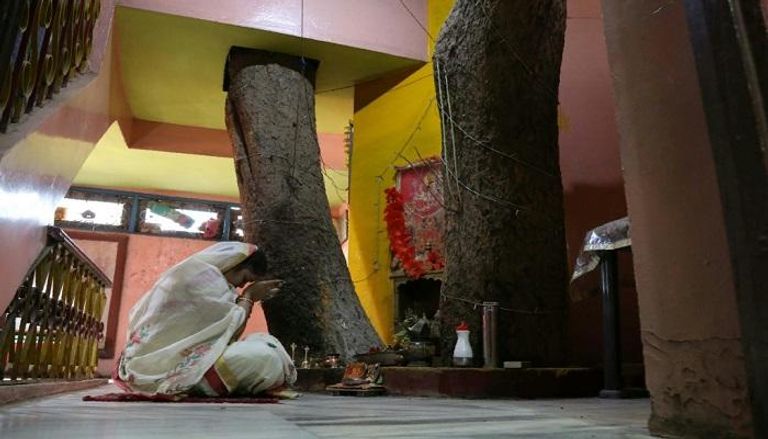 "بيبال" شجرة مقدسة في الهند