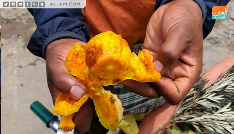 التين الشوكي ثمرة يحبها الإثيوبيون