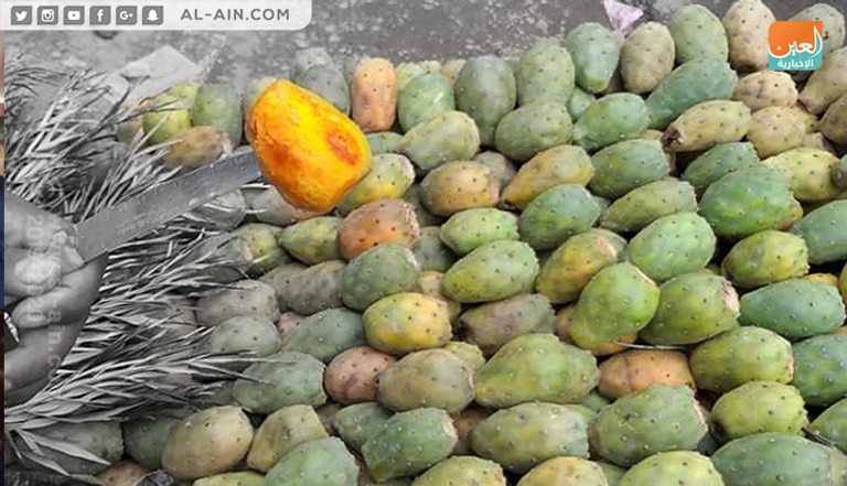 التين الشوكي ثمرة يحبها الإثيوبيون