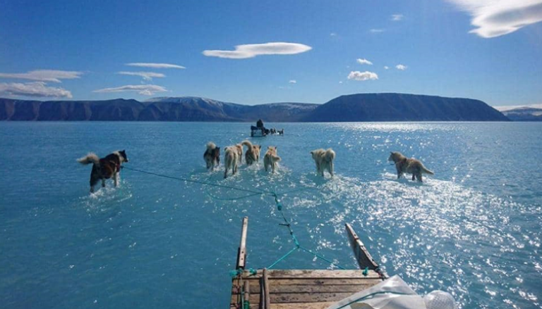كلاب تسير على الماء بدل الجليد في الدنمارك