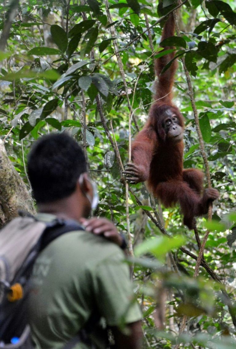 قردتا أورانج أوتان تعادان إلى البرية