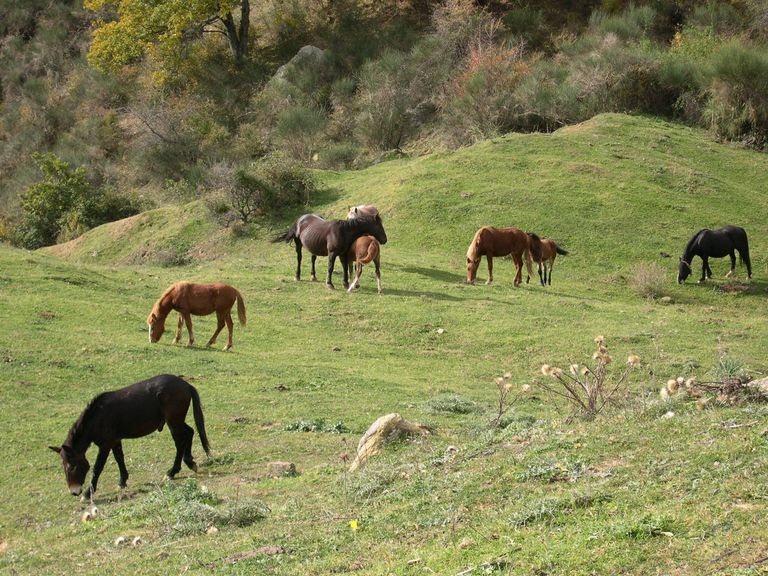قرية فالسيني الإيطالية