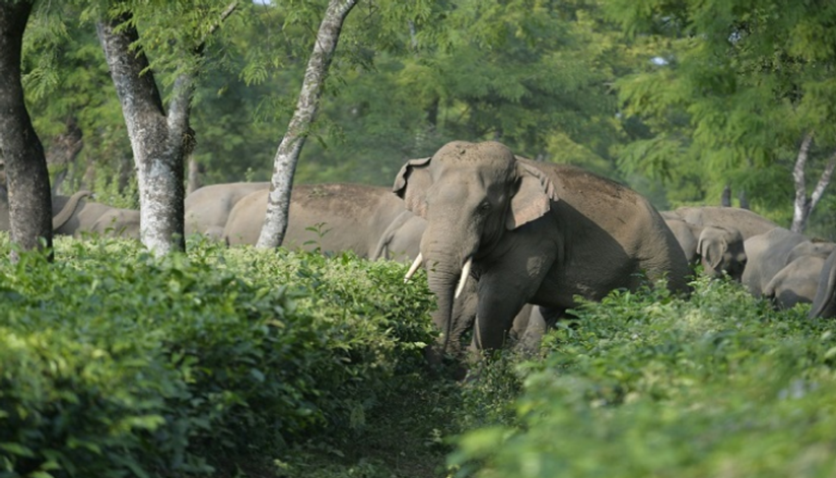 الفيلة تعتبر حيوانات تايلاند الوطنية