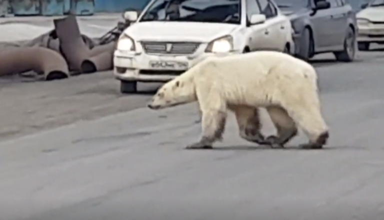 أنثى الدب تعبر طريقا للسيارات