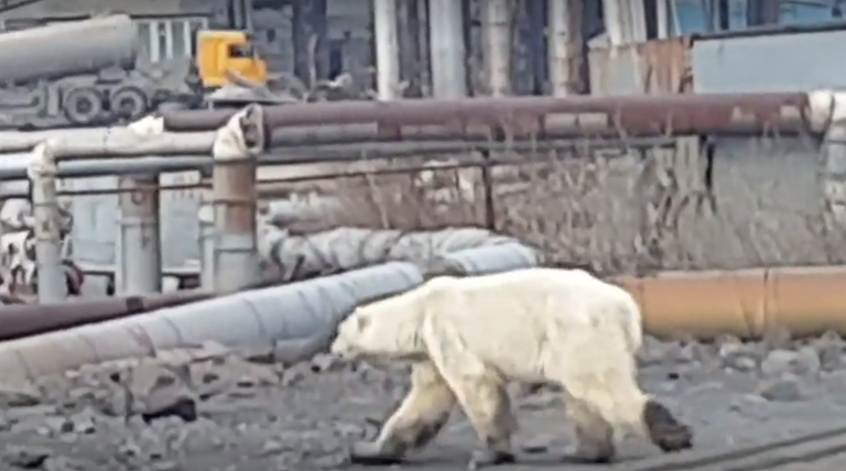 أنثى الدب تعبر طريقا للسيارات