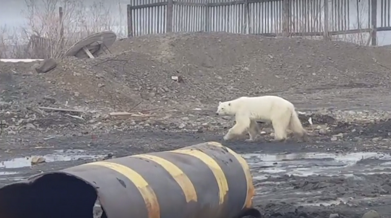 أنثى الدب تعبر طريقا للسيارات