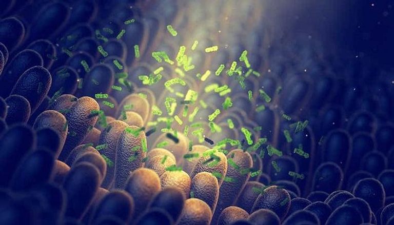 صورة لبكتيريا الأمعاء الشائعة - أرشيفية