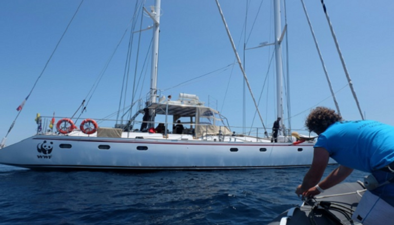 التعايش يبدو صعبا بين سفن السياح والحيتان في البحر المتوسط