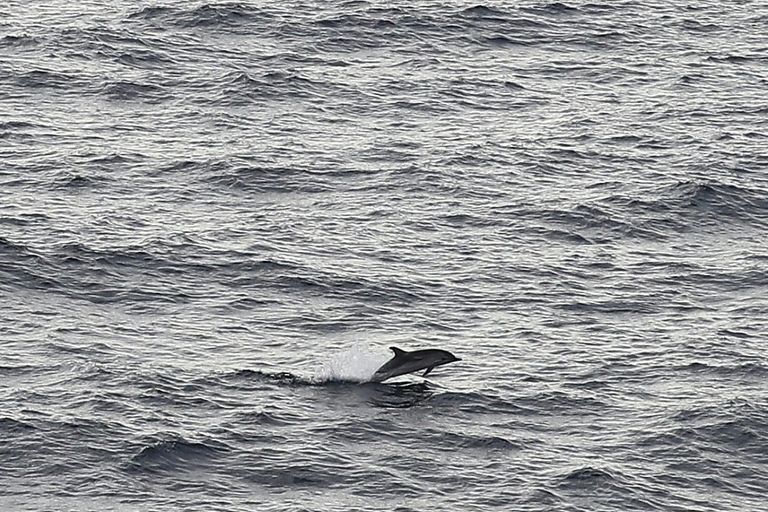 التعايش يبدو صعبا بين سفن السياح والحيتان في البحر المتوسط