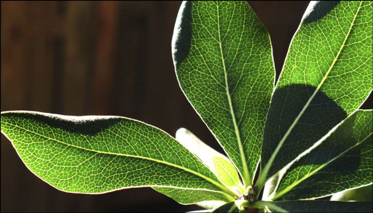 الذكاء الاصطناعي يساهم في تنظيم عمليات الشحن حول العالم