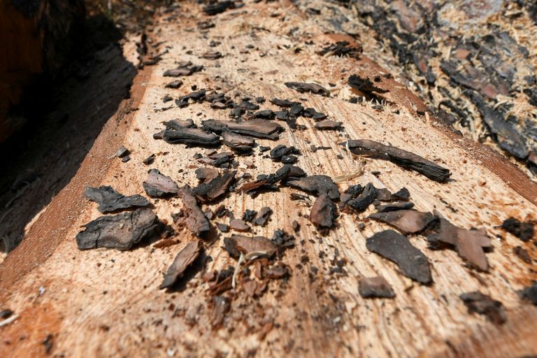 خنفساء اللحاء تجتاح مساحات كبيرة في غابة يونانية