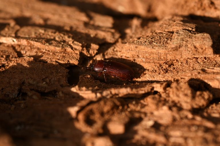 خنفساء اللحاء تجتاح مساحات كبيرة في غابة يونانية