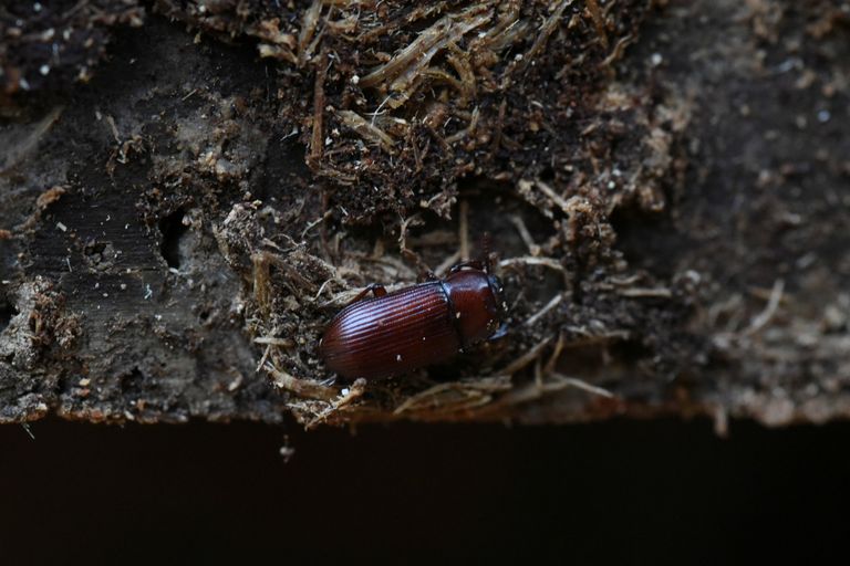 خنفساء اللحاء تجتاح مساحات كبيرة في غابة يونانية