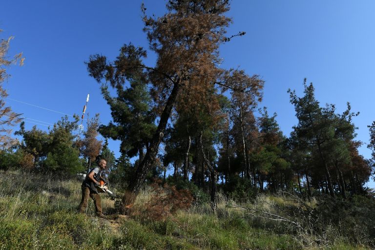 خنفساء اللحاء تجتاح مساحات كبيرة في غابة يونانية