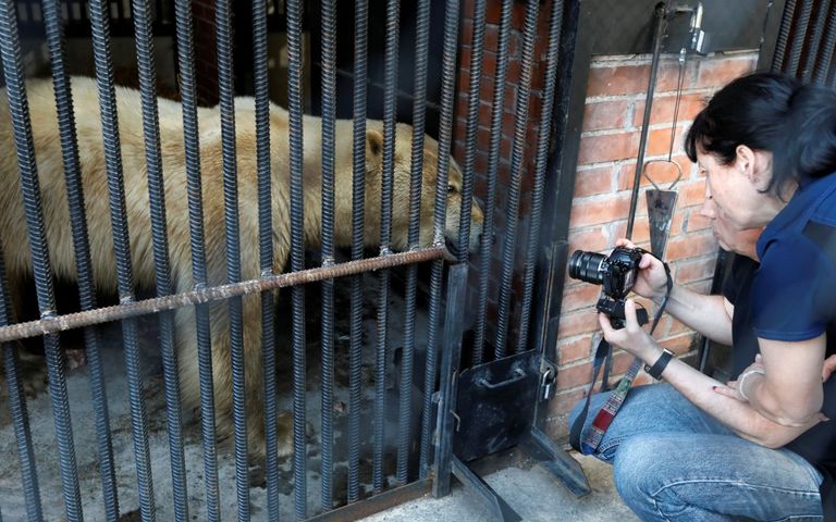 نقل أنثى دب قطبي ضالة إلى حديقة حيوان في سيبيريا للعلاج