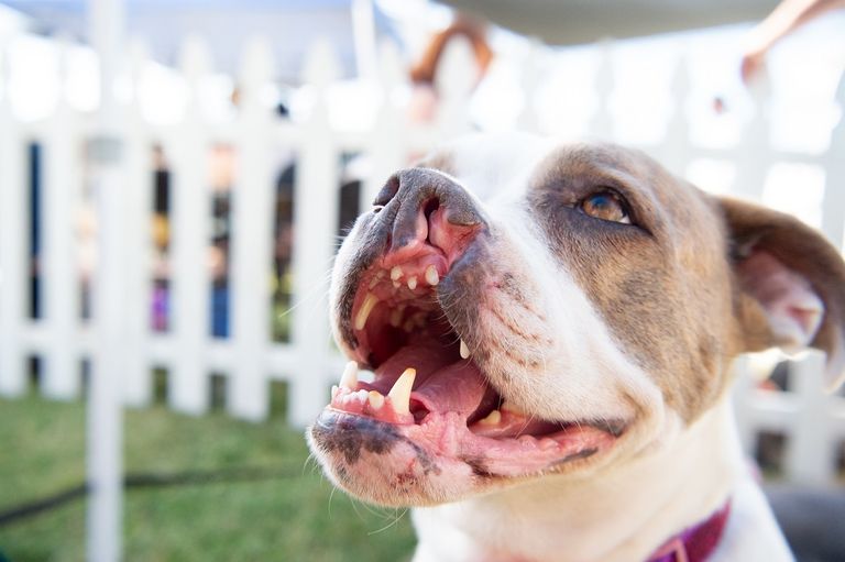 الكلب الفائز أثناء التتويج باللقب