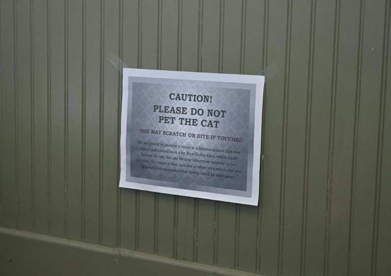 واشنطن تجند قططها للقضاء على الجرذان في الشوارع 