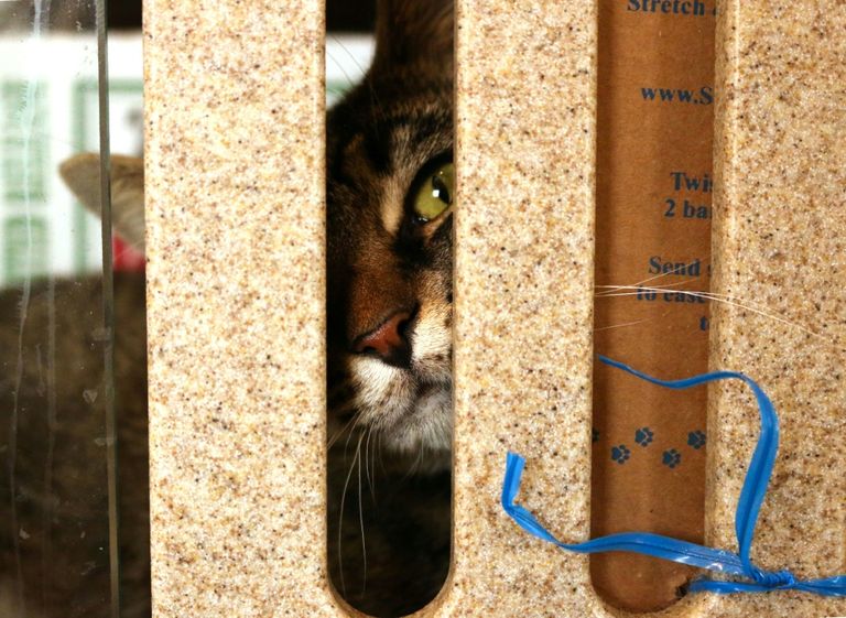 واشنطن تجند قططها للقضاء على الجرذان في الشوارع 