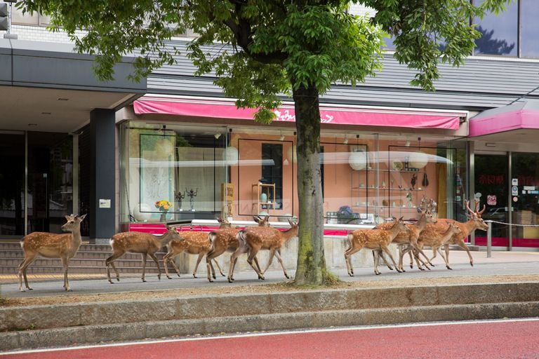 الغزلان في شوارع نارا اليابانية - صورة أرشيفية