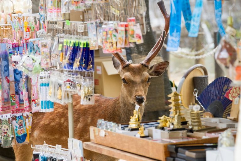 الغزلان في شوارع نارا اليابانية - صورة أرشيفية