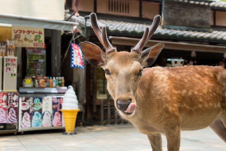 الغزلان في شوارع نارا اليابانية - صورة أرشيفية