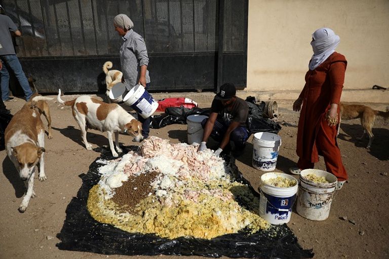 "جمعية الربيع".. ملجأ للكلاب الضالة في الأردن