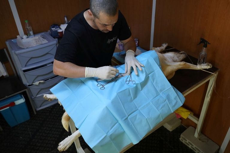 "جمعية الربيع".. ملجأ للكلاب الضالة في الأردن