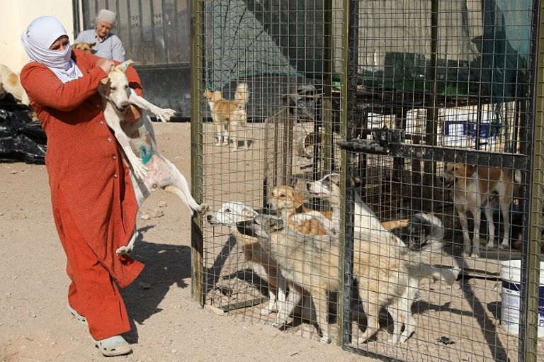 "جمعية الربيع".. ملجأ للكلاب الضالة في الأردن