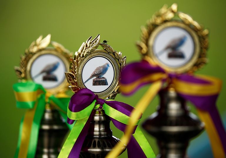 أقفاص اليمام تعلق على عواميد عالية