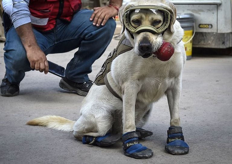 كلبة الإنقاذ "فريدا"