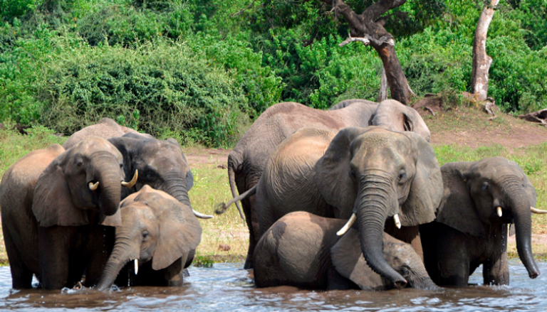 ارتفاع عدد الفيلة في بوتسوانا إلى 450 ألف فيل