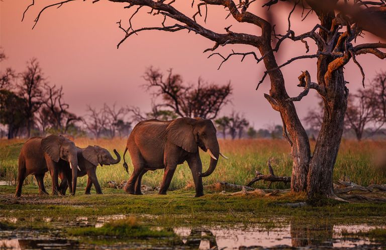 ارتفاع عدد الفيلة في بوتسوانا إلى 450 ألف فيل