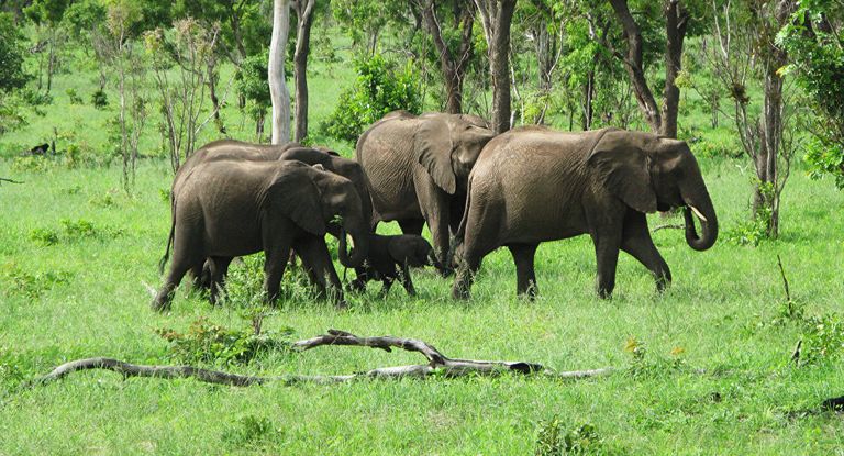 ارتفاع عدد الفيلة في بوتسوانا إلى 450 ألف فيل