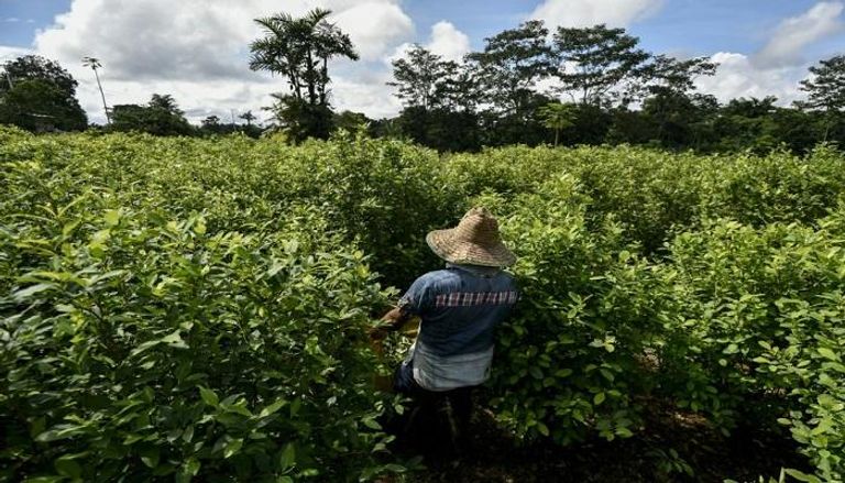  حقل مزروع بنبات الكوكا في جنوب غرب كولومبيا