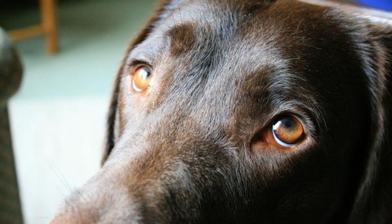 حركة رفع الحواجب الداخلية عند الكلاب تؤدي إلى استجابة قوية لدى البشر