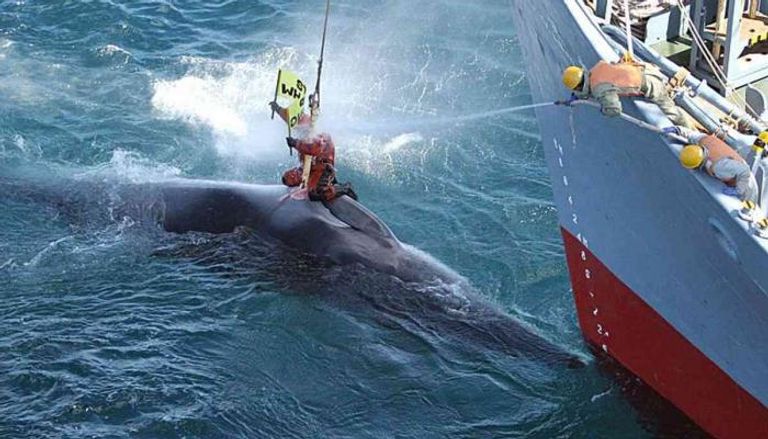 اليابان انسحبت العام الماضي من اللجنة الدولية لصيد الحيتان - أرشيفية