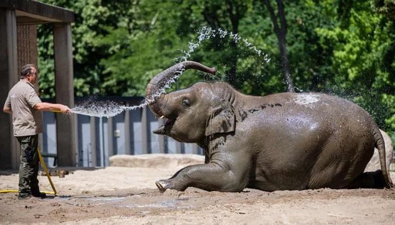 حارس في حديقة برلين للحيوانات يرش المياه على أحد الفيلة
