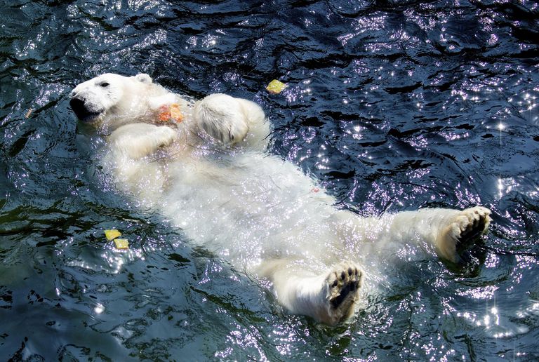 حارس في حديقة برلين للحيوانات يرش المياه على أحد الفيلة