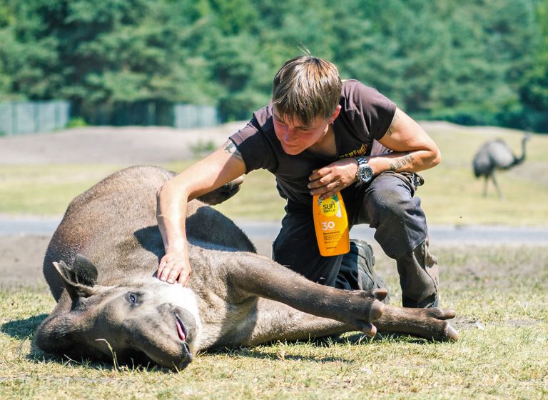 حارس في حديقة برلين للحيوانات يرش المياه على أحد الفيلة