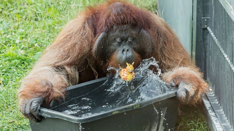 حارس في حديقة برلين للحيوانات يرش المياه على أحد الفيلة